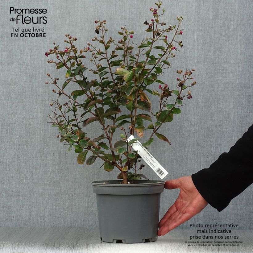 Esemplare di Lagerstroemia Fuchsia d'Eté Indyfus - Mirto crespo Vaso da 4L/5L come consegnato in autunno