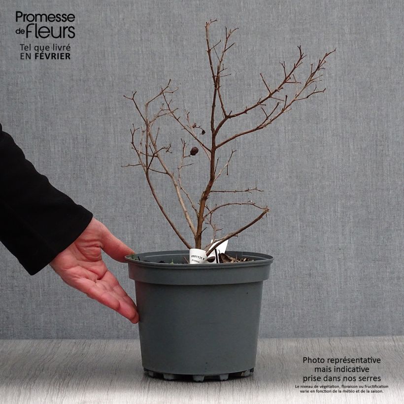 Lagerstroemia Fuchsia d'Eté Indyfus - Mirto crespo Vaso da 4L/5L esemplare consegnato in inverno