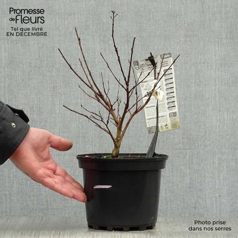 Lagerstroemia Grand Cru - Mirto crespo Vaso da 3L/4L esemplare consegnato in inverno