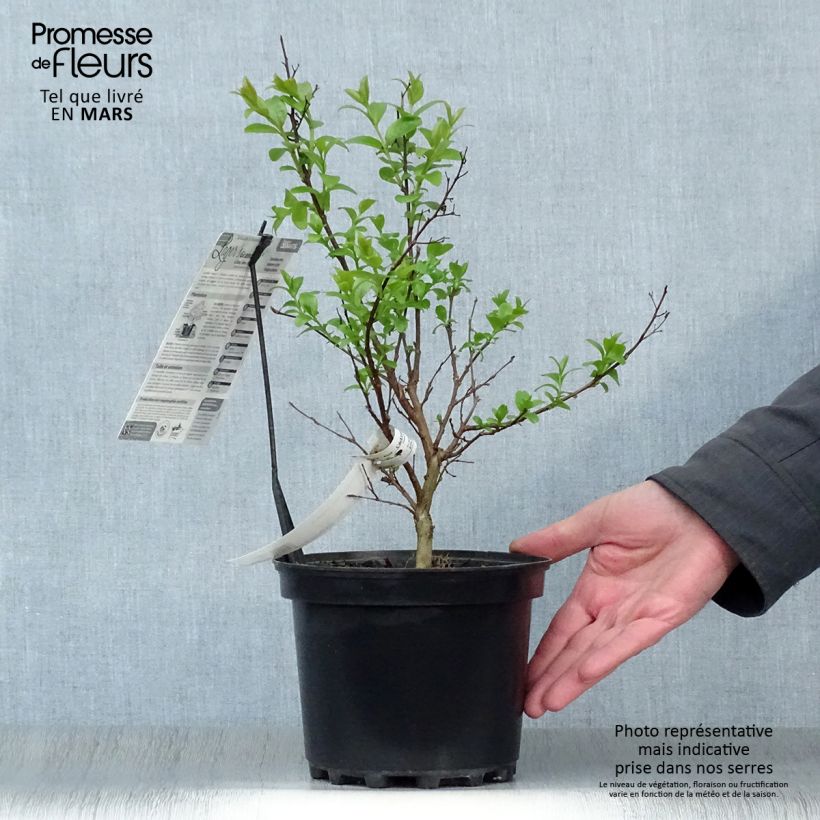 Lagerstroemia Grand Cru - Mirto crespo Vaso da 3L/4L esemplare consegnato in primavera