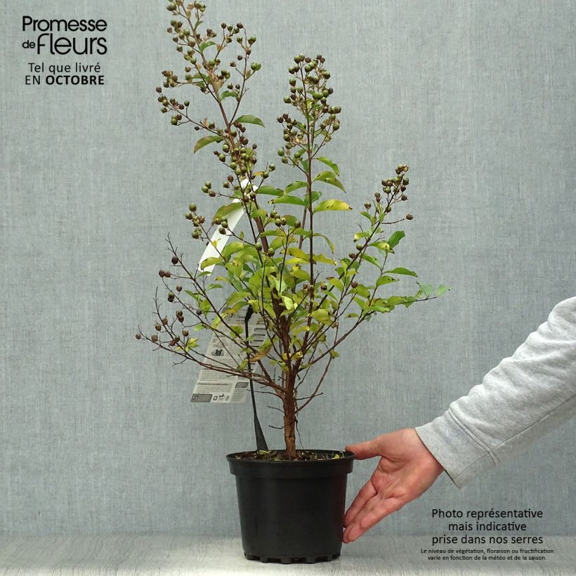 Esemplare di Lagerstroemia Grand Cru - Mirto crespo Vaso da 3L/4L come consegnato in autunno