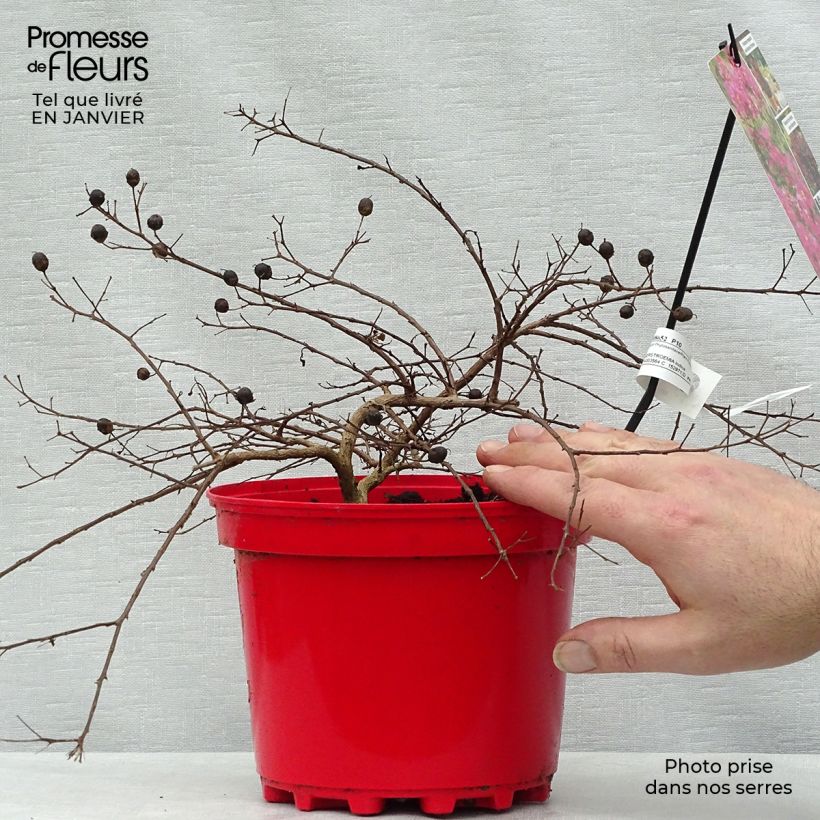 Lagerstroemia Houston - Mirto crespo Vaso da 3L/4L esemplare consegnato in inverno