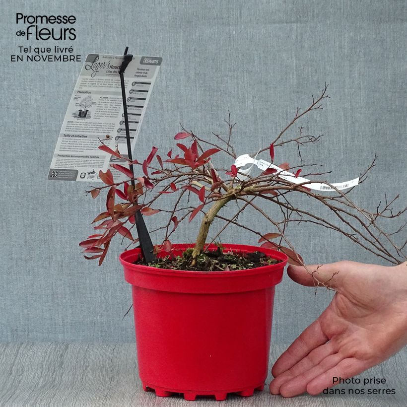 Esemplare di Lagerstroemia Houston - Mirto crespo Vaso da 3L/4L come consegnato in autunno