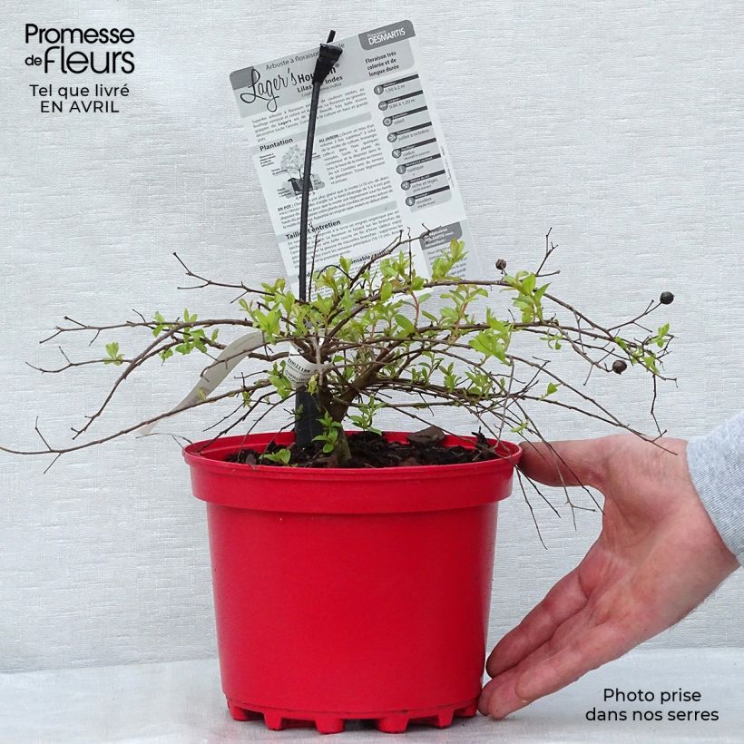 Lagerstroemia Houston - Mirto crespo Vaso da 3L/4L esemplare consegnato in primavera