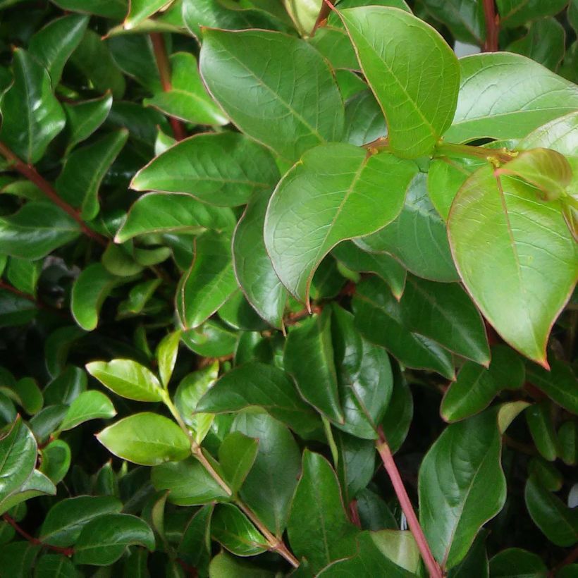 Lagerstroemia Jacqueline Desmartis - Mirto crespo (Fogliame)