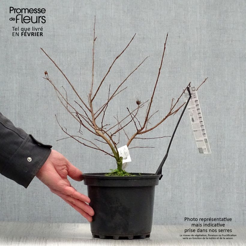 Lagerstroemia Jacqueline Desmartis - Mirto crespo Vaso da 3L/4L esemplare consegnato in inverno