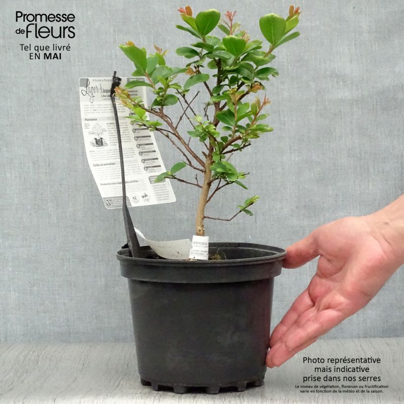 Lagerstroemia Jacqueline Desmartis - Mirto crespo Vaso da 3L/4L esemplare consegnato in primavera