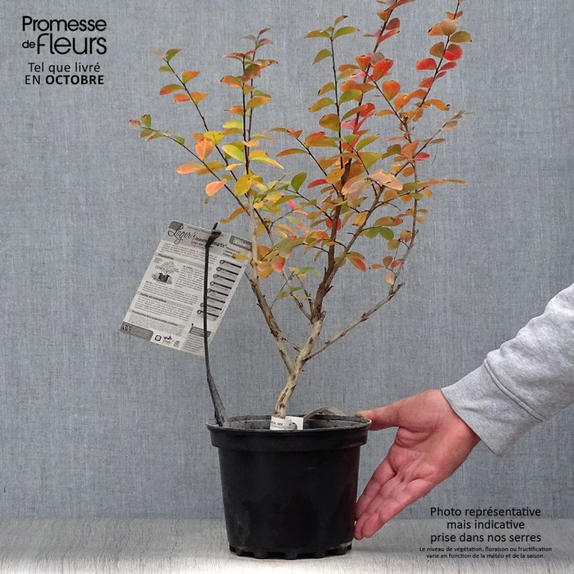 Esemplare di Lagerstroemia Jeanne Desmartis - Mirto crespo Vaso da 3L/4L come consegnato in autunno