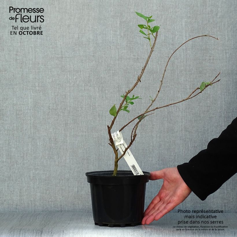 Esemplare di Lagerstroemia Kimono - Mirto crespo Vaso da 3L/4L come consegnato in autunno