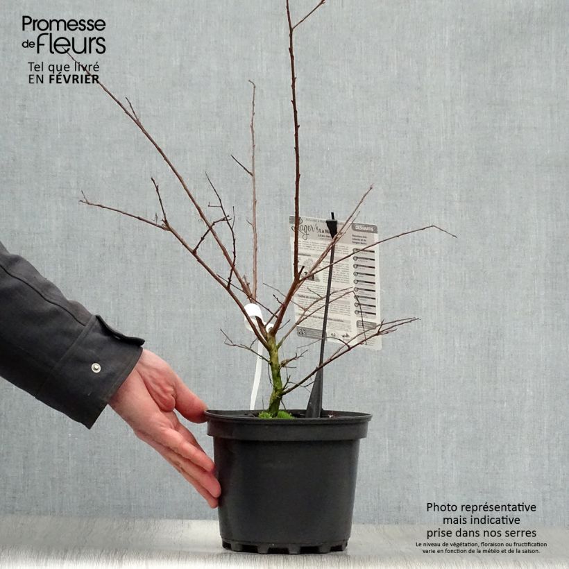 Lagerstroemia La Mousson - Mirto crespo Vaso da 3L/4L esemplare consegnato in inverno