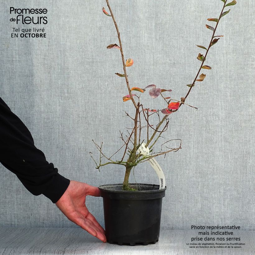 Esemplare di Lagerstroemia La Mousson - Mirto crespo Vaso da 3L/4L come consegnato in autunno