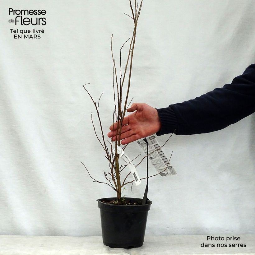 Lagerstroemia Margaux - Mirto crespo Vaso da 3L/4L esemplare consegnato in primavera