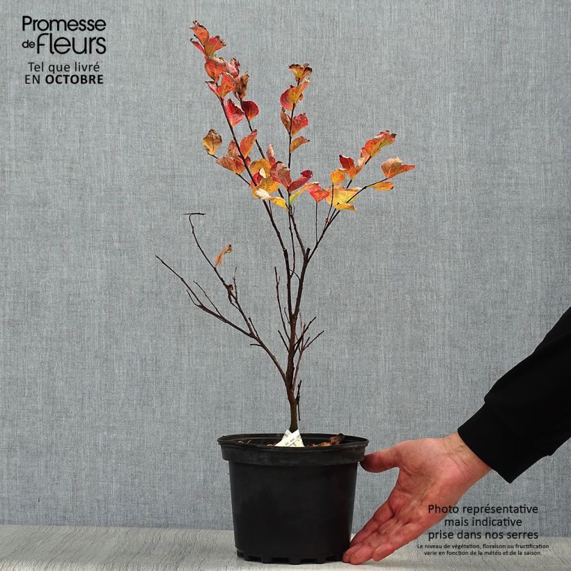 Esemplare di Lagerstroemia Margaux - Mirto crespo Vaso da 3L/4L come consegnato in autunno