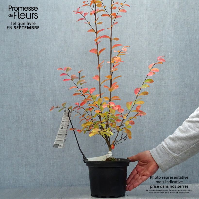 Esemplare di Lagerstroemia Monbazillac - Mirto crespo Vaso da 3L/4L come consegnato in autunno
