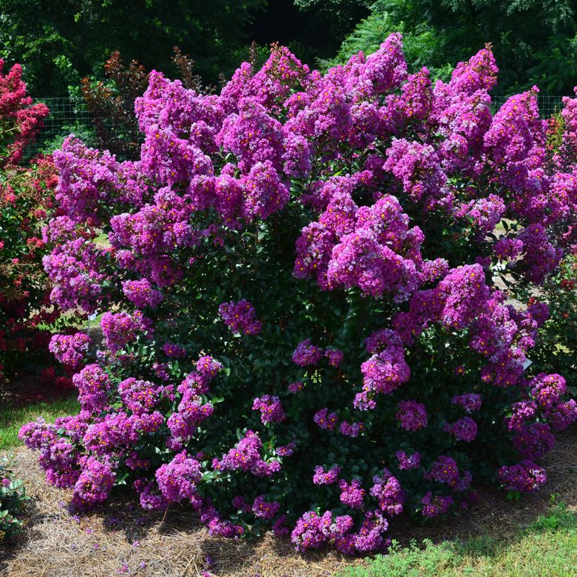 Lagerstroemia indica Purple Magic - Mirto crespo (Porto)