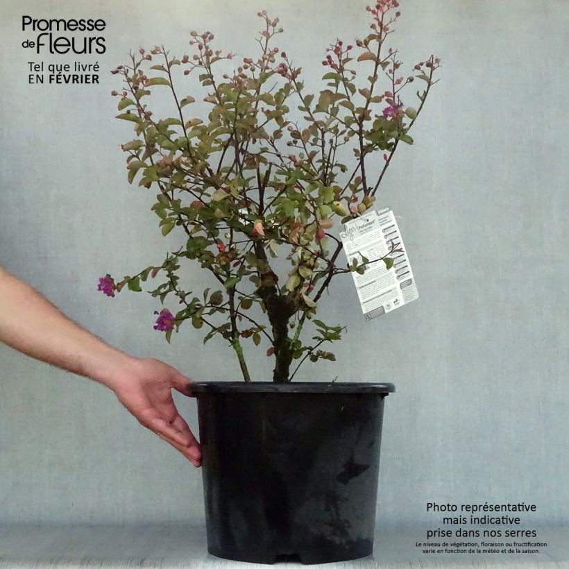 Esemplare di Lagerstroemia Pecharmant - Mirto crespo Vaso da 7,5L/10L come consegnato in autunno