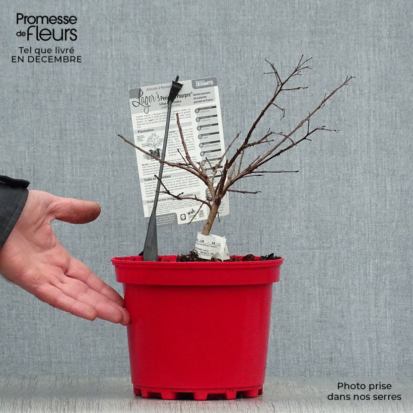 Lagerstroemia Périgord Pourpre - Mirto crespo Vaso da 3L/4L esemplare consegnato in inverno