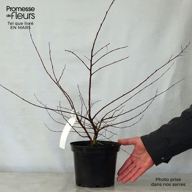 Lagerstroemia Petite Canaille mauve - Mirto crespo Vaso da 3L/4L esemplare consegnato in primavera