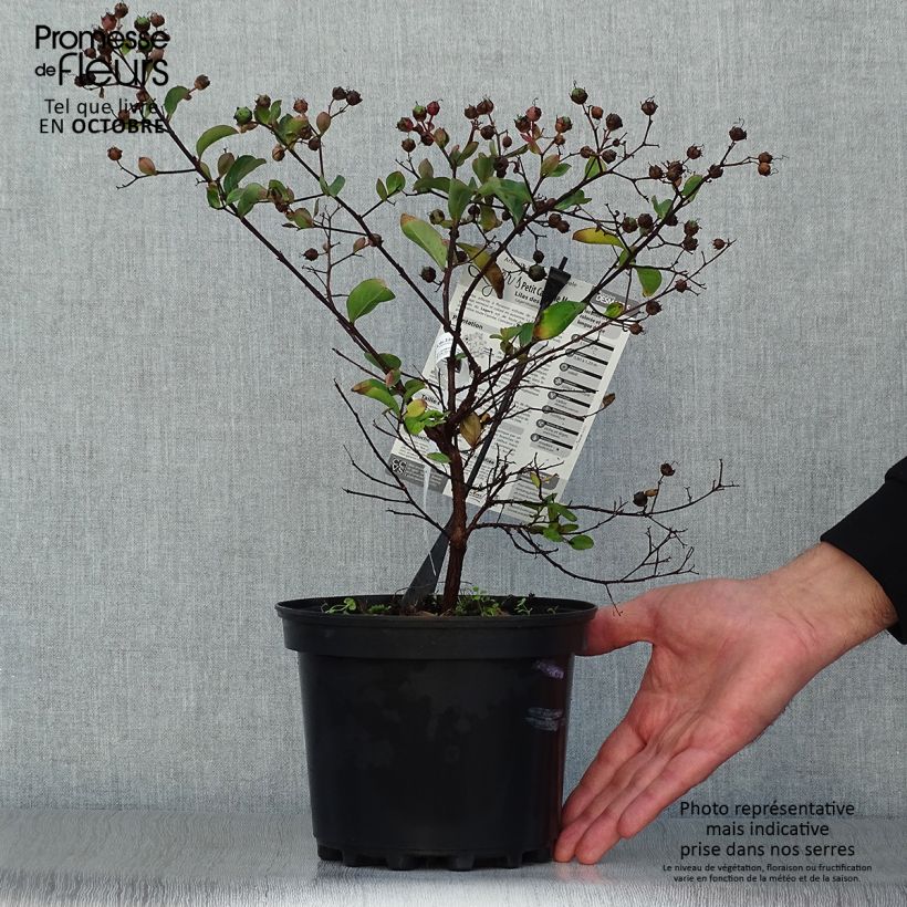 Esemplare di Lagerstroemia Petite Canaille mauve - Mirto crespo Vaso da 3L/4L come consegnato in autunno