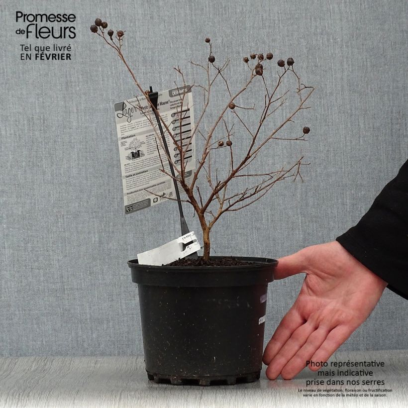 Lagerstroemia Petite Canaille mauve - Mirto crespo Vaso da 3L/4L esemplare consegnato in inverno