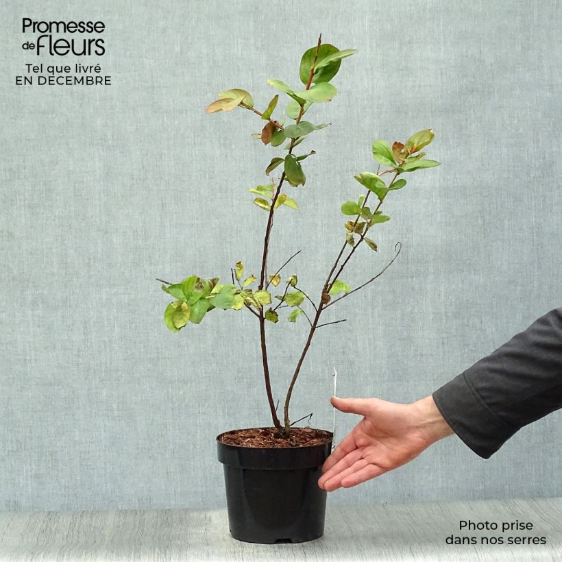 Lagerstroemia Pink Velours - Mirto crespo Vaso da 3L/4L esemplare consegnato in inverno