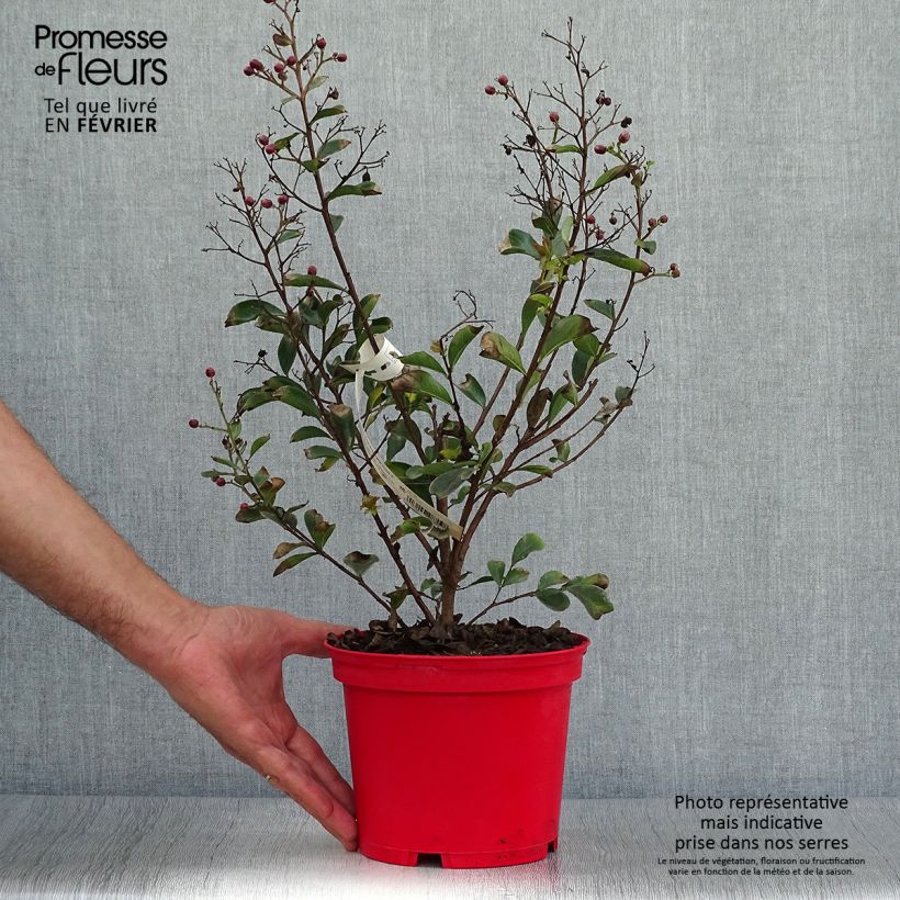Esemplare di Lagerstroemia Red imperator - Mirto crespo Vaso da 3L/4L come consegnato in autunno