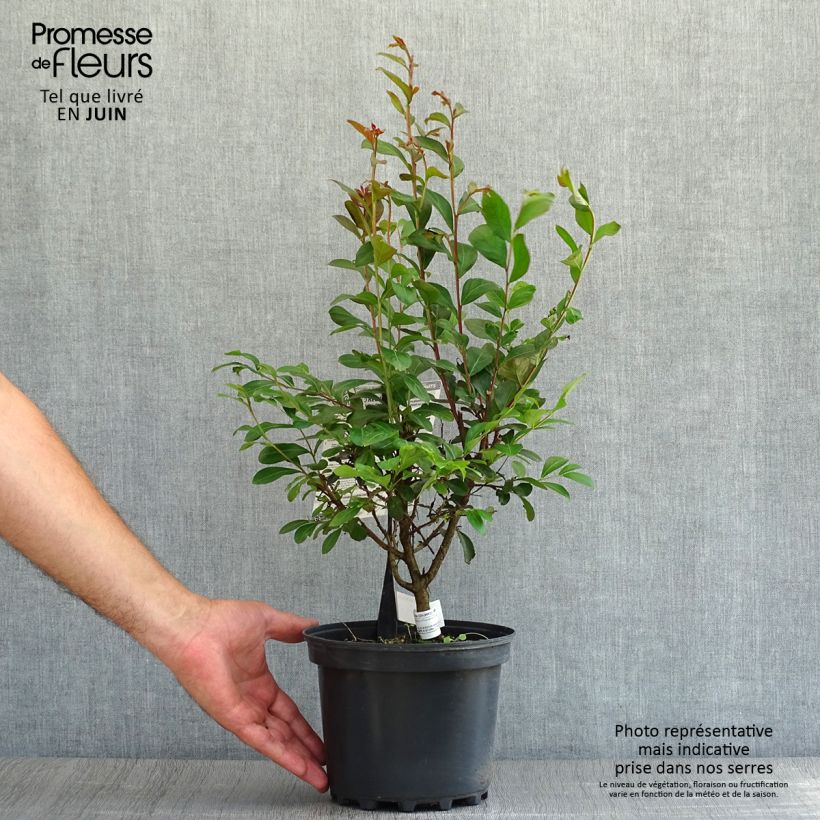 Esemplare di Lagerstroemia Red imperator - Mirto crespo Vaso da 3L/4L, A cespuglio consegnato in estate