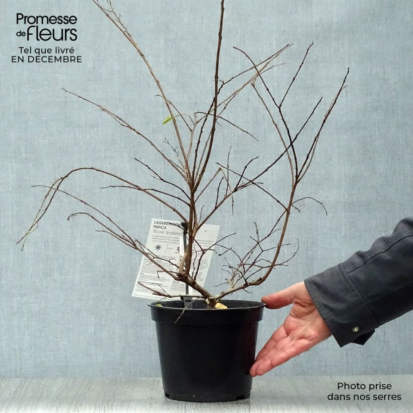 Lagerstroemia Rose Indien - Mirto crespo Vaso da 3L/4L esemplare consegnato in inverno