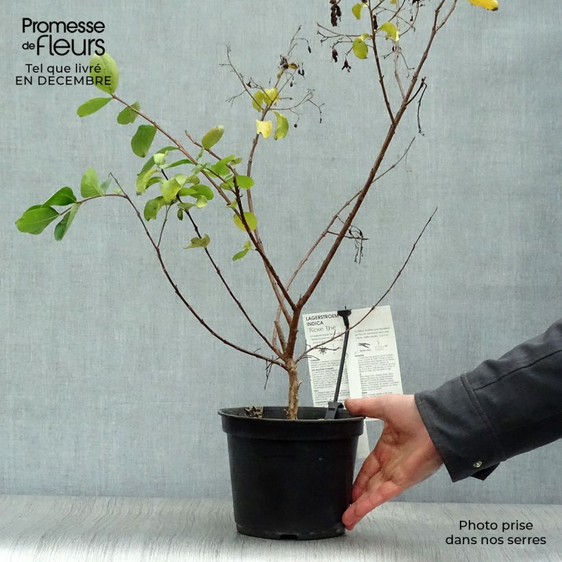 Lagerstroemia Rose Thé - Mirto crespo Vaso da 3L/4L esemplare consegnato in inverno
