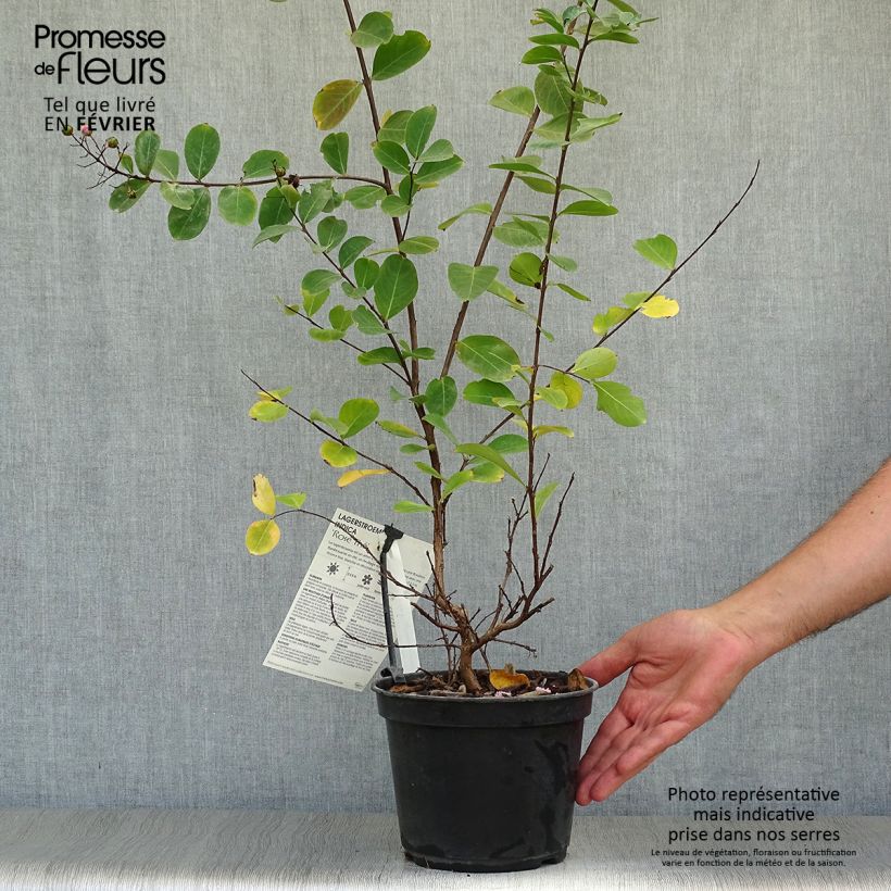 Esemplare di Lagerstroemia Rose Thé - Mirto crespo Vaso da 3L/4L come consegnato in autunno