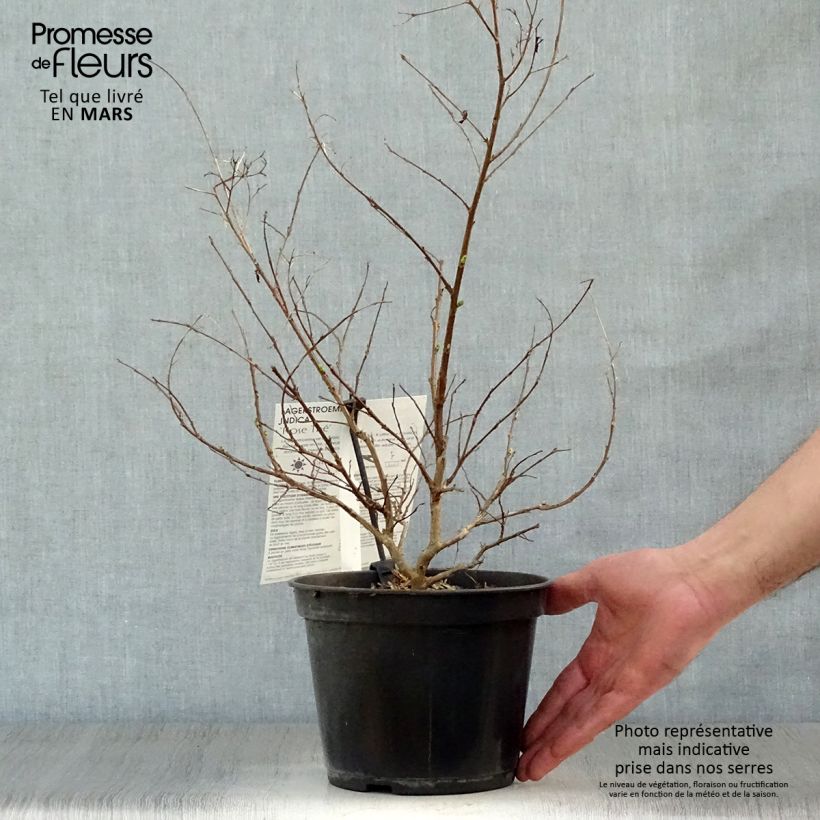 Lagerstroemia Rose Thé - Mirto crespo Vaso da 3L/4L esemplare consegnato in primavera