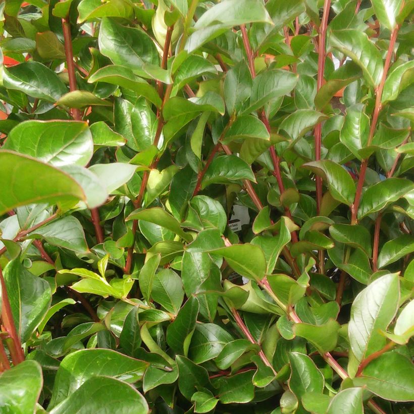 Lagerstroemia Rouge Nain - Mirto crespo (Fogliame)