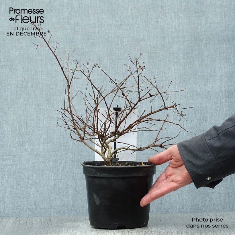 Lagerstroemia Rouge Nain - Mirto crespo Vaso da 2L/3L esemplare consegnato in inverno