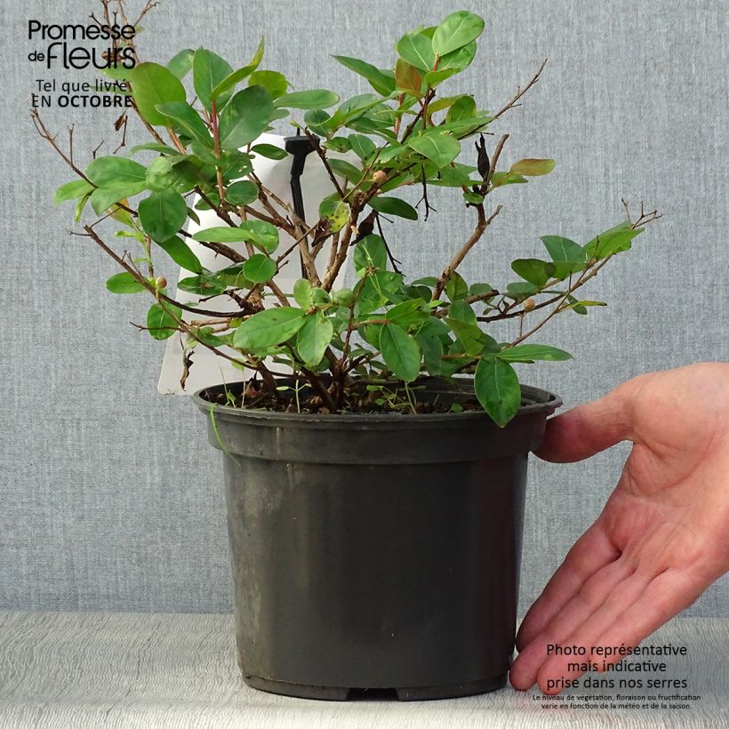 Esemplare di Lagerstroemia Rouge Nain - Mirto crespo Vaso da 2L/3L come consegnato in autunno