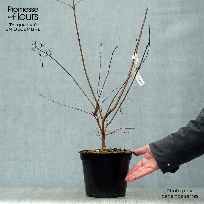 Lagerstroemia Rubra - Mirto crespo Vaso da 2L/3L esemplare consegnato in inverno