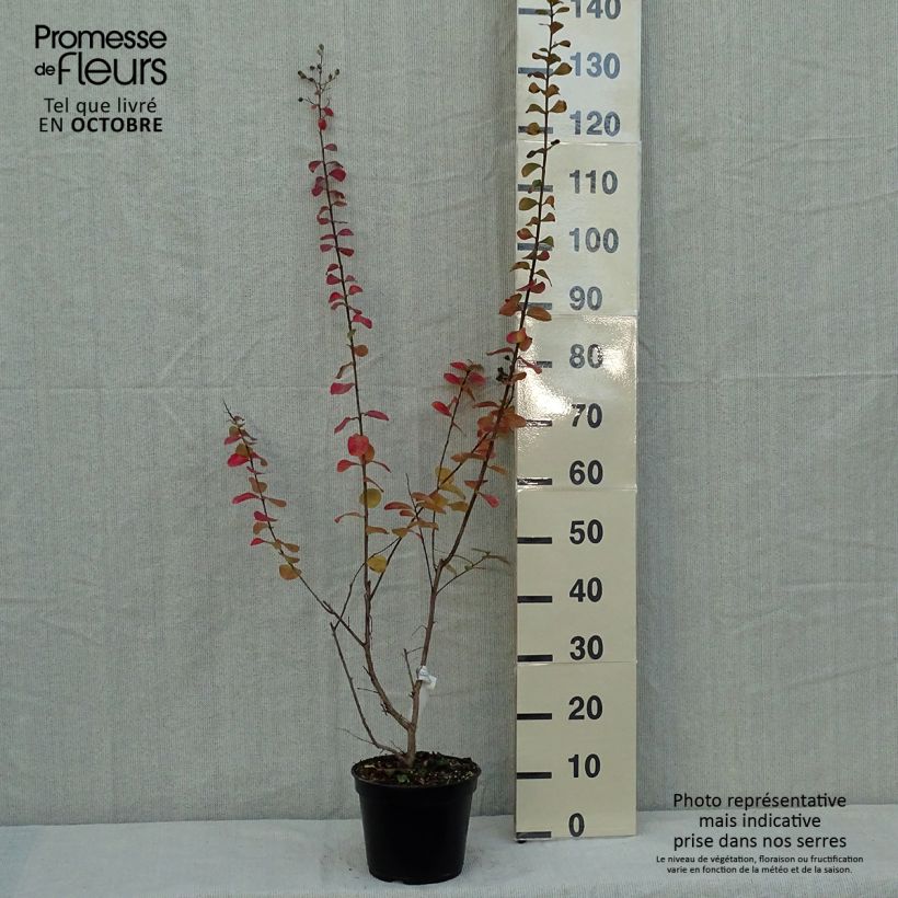 Esemplare di Lagerstroemia Rubra - Mirto crespo Vaso da 2L/3L come consegnato in autunno