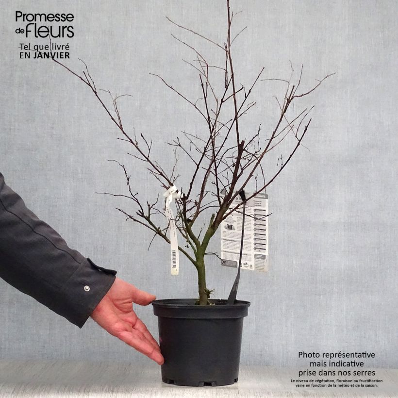 Lagerstroemia Saint Emilion - Mirto crespo Vaso da 3L/4L esemplare consegnato in inverno