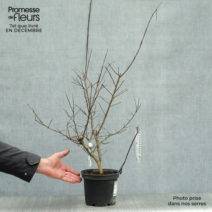 Lagerstroemia Souvenir d'André Desmartis - Mirto crespo Vaso da 3L/4L esemplare consegnato in inverno