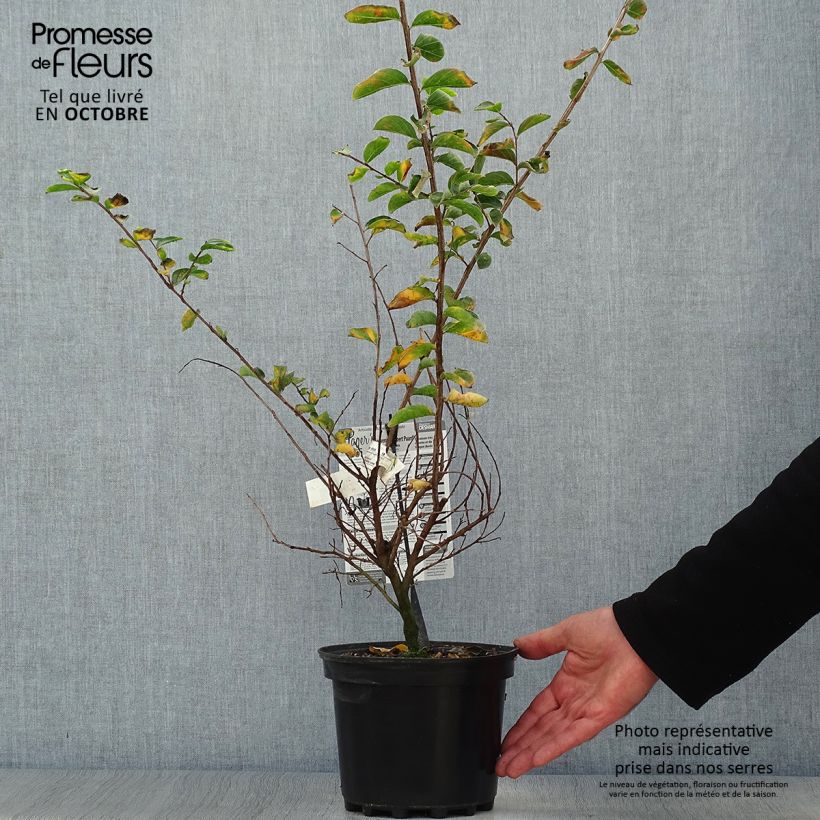 Esemplare di Lagerstroemia Souvenir d'Hubert Puard - Mirto crespo Vaso da 3L/4L come consegnato in autunno