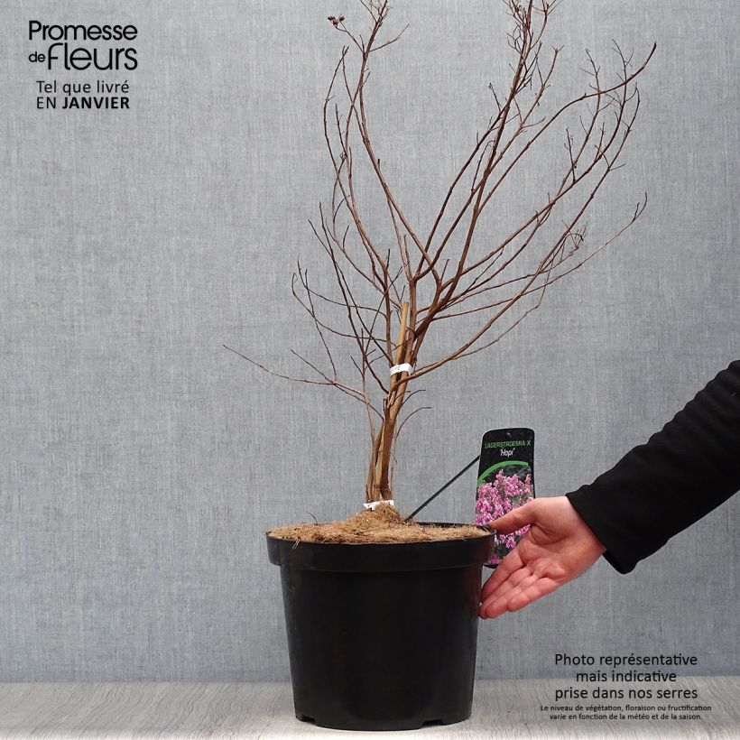 Lagerstroemia Summer Charm Hopi - Mirto crespo Vaso da 7,5L/10L esemplare consegnato in inverno