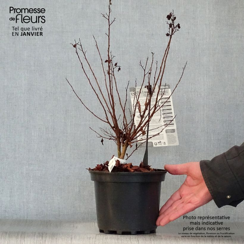 Lagerstroemia Terrasse Rose - Mirto crespo Vaso da 3L/4L esemplare consegnato in inverno