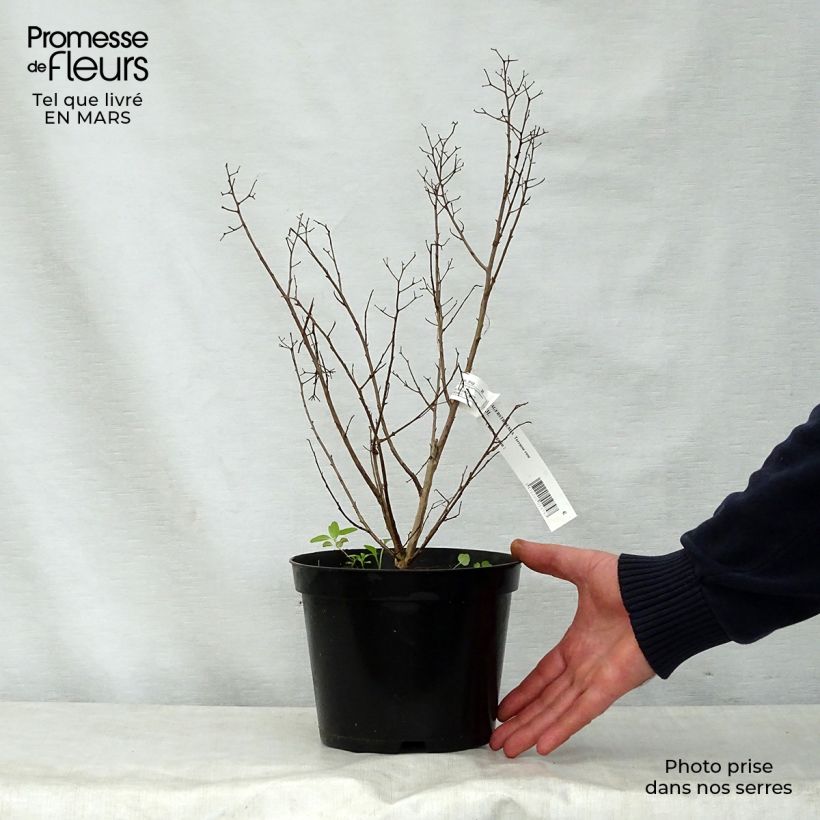 Lagerstroemia Terrasse Rose - Mirto crespo Vaso da 3L/4L esemplare consegnato in primavera