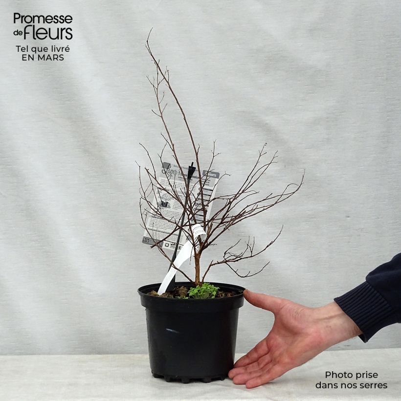 Lagerstroemia Terre Chinoise - Mirto crespo Vaso da 3L/4L esemplare consegnato in primavera