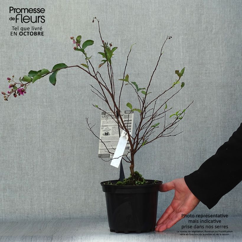 Esemplare di Lagerstroemia Terre Chinoise - Mirto crespo Vaso da 3L/4L come consegnato in autunno