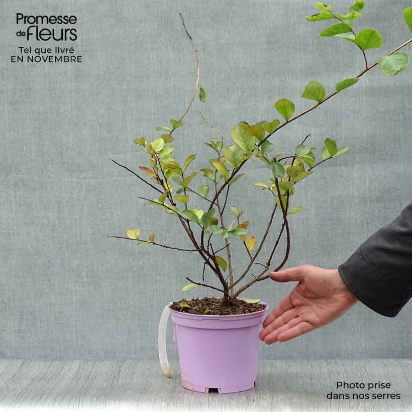 Esemplare di Lagerstroemia Violacea - Mirto crespo Vaso da 2L/3L come consegnato in autunno