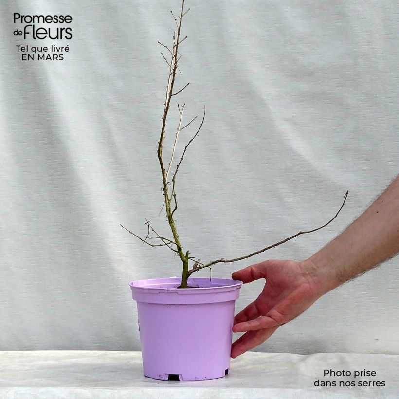 Lagerstroemia Violacea - Mirto crespo Vaso da 2L/3L esemplare consegnato in primavera