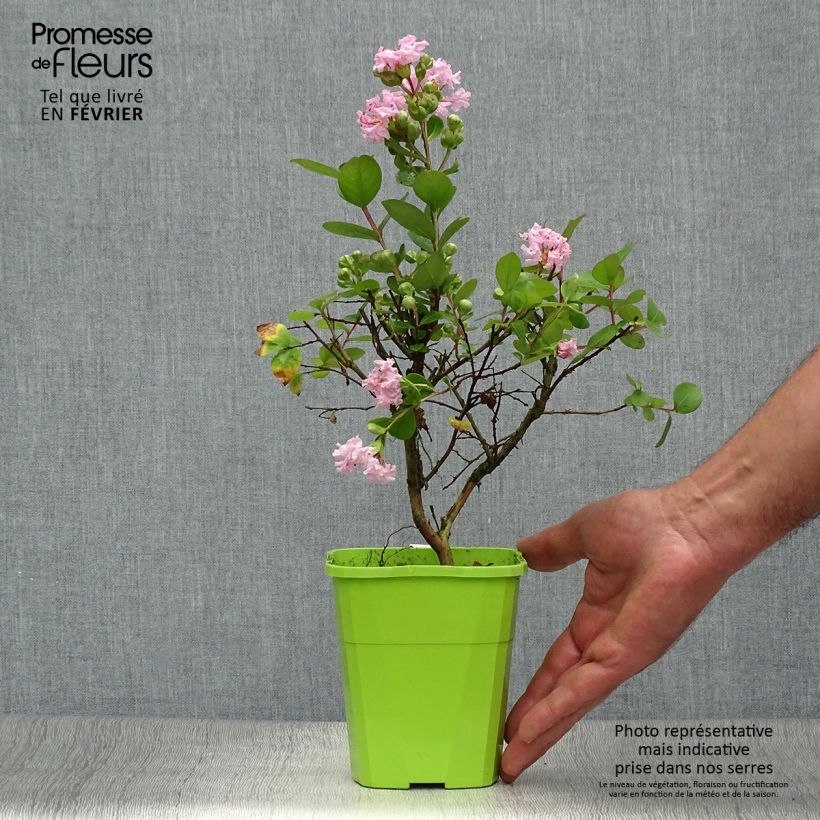 Esemplare di Lagerstroemia With Love Babe - Mirto crespo Vaso da 3L/4L come consegnato in autunno