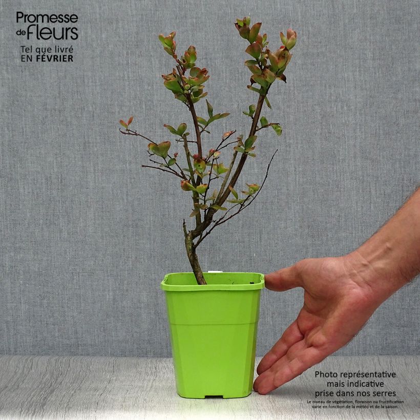Esemplare di Lagerstroemia With Love Eternal - Mirto crespo Vaso da 3L/4L come consegnato in autunno