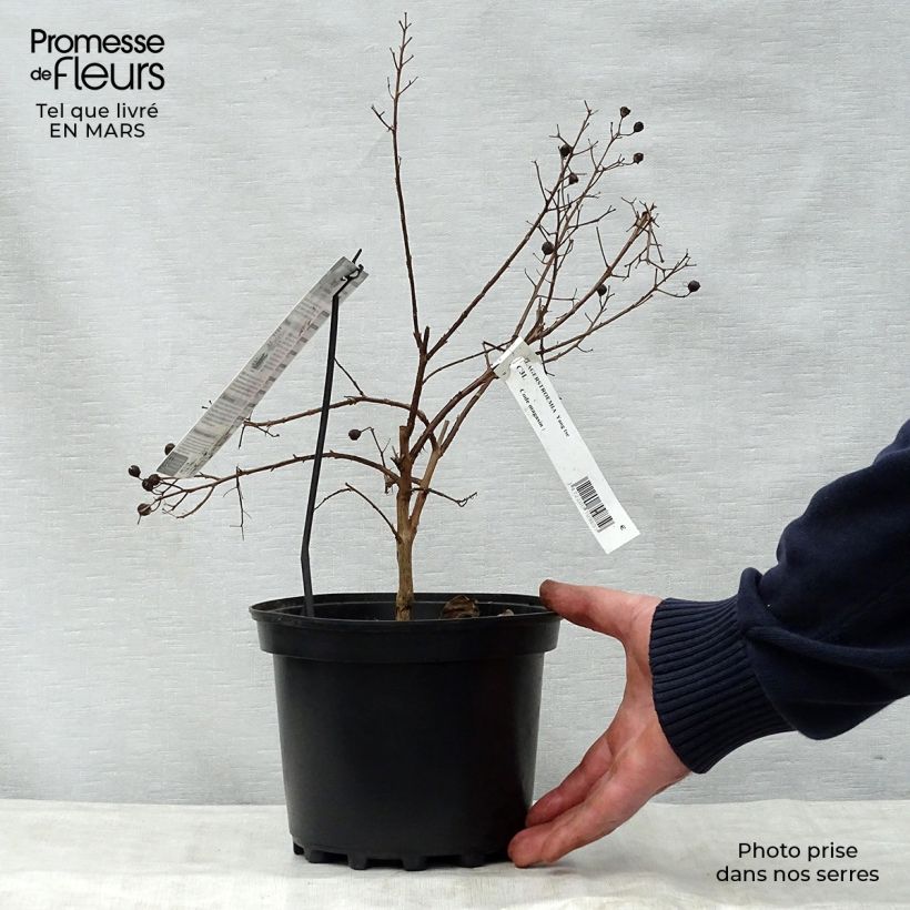 Lagerstroemia Yang Tse - Mirto crespo Vaso da 3L/4L esemplare consegnato in primavera