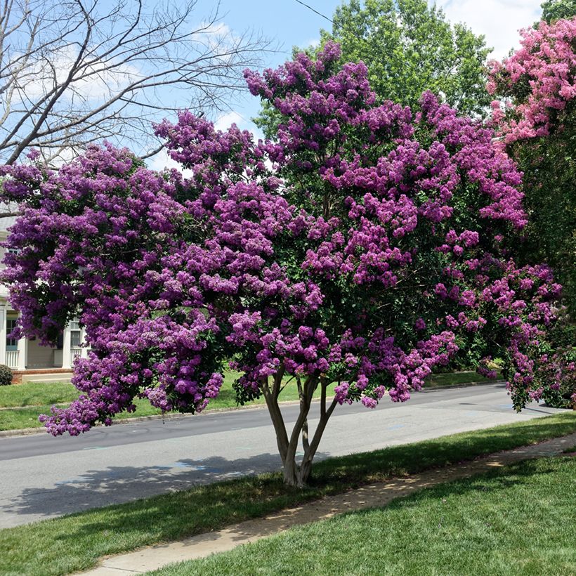 Lagerstroemia Violacea - Mirto crespo (Porto)